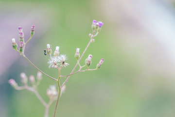 meadow flowers in soft warm light. Vintage autumn landscape blurry natural background