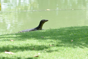 Water monitor