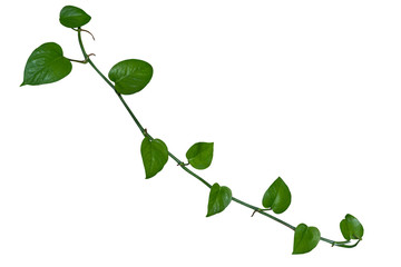 Obraz premium vine plant climbing isolated on white background with clipping path included.