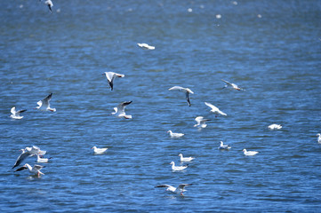 The birds of the sea