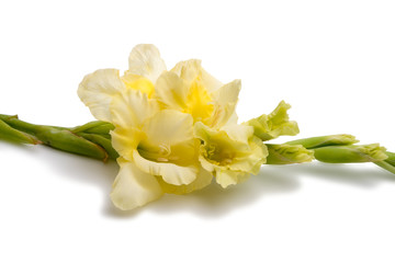 elegant beautiful bright gladiolus isolated on the white
