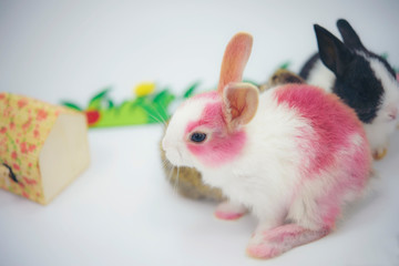 Colorful pink rabbit looks tender This is a soft focus image.