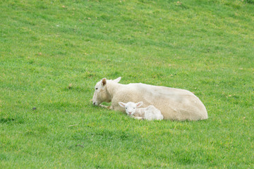 Naklejka na ściany i meble Sheep on New Zealand farm