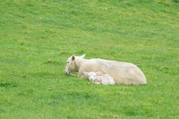 Obraz premium Sheep on New Zealand farm