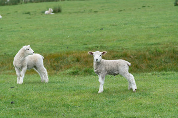 Sheep and new lambs on farm