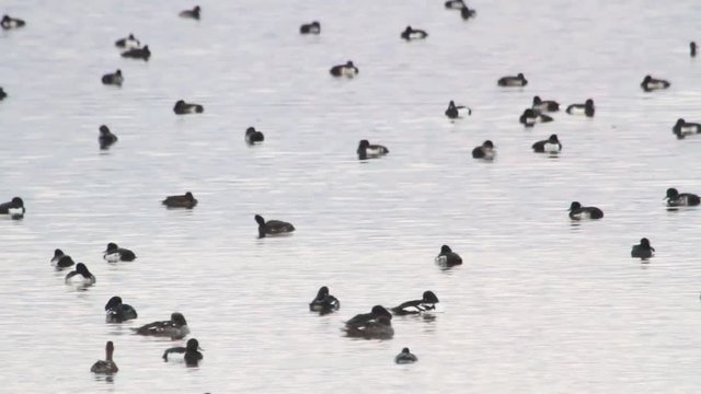 Barrow's goldeneye flock in Iceland Lake
