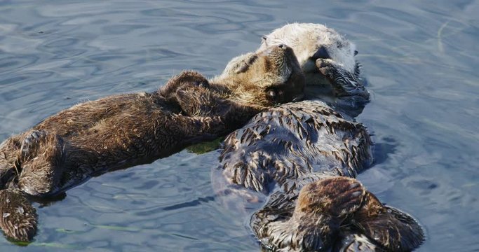 Slow motion, close-up shot of baby and mother sea otter sleeping in Morro Bay, California