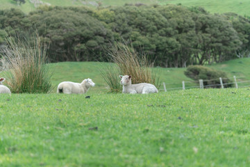 Obraz premium Sheep on New Zealand farm