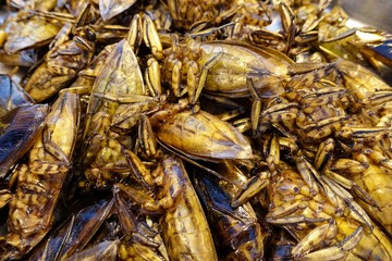 Deep Fried Water-bugs