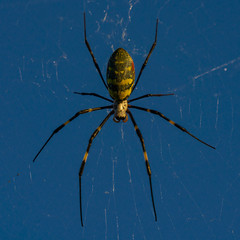 Symmetry of Kori Orbweaver