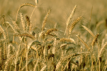 Golden Wheat field 