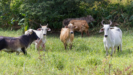 Fototapeta premium beautiful cow in venezuela