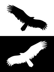 Flying Eagle or Bird of Prey silhouette