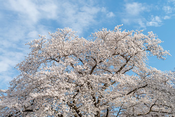 Full blooming of Cherry blossom in spring season, Japan.	