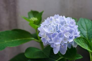blue hydrangea flowers 
