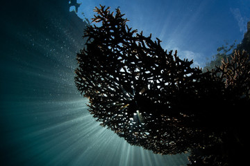 Sunlight Silhouettes a Table Coral in Raja Ampat