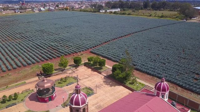 Small Mexican Church Tilit Up Reveal of Large Agave Field Used 4k Aerial Drone Located in Tequila, Jalisco, Mexico. Agave Plants in Red Soil