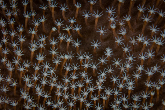 Detail of Coral Polyps on Reef in Indonesia