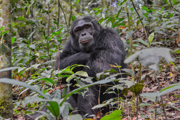 Large male chipmanzee chillin in the morning in Kibale National Park Uganda