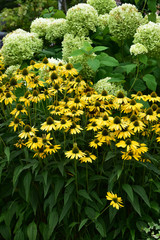 アナベルと黄色いルドベキア