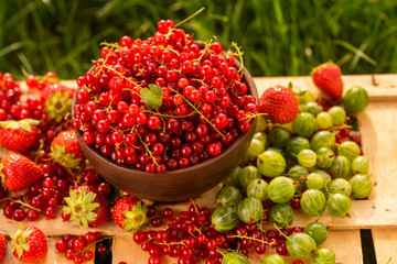 Red currants, gooseberries, strawberries in a plate among the grass