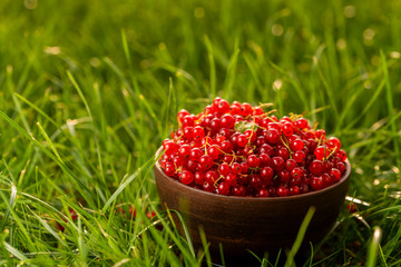 Red currant on a plate in the garden