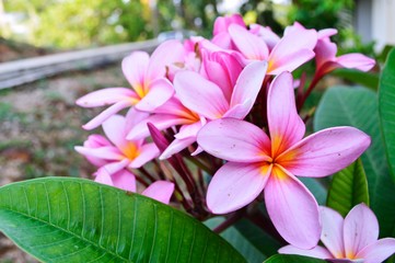 the fragipani flowers