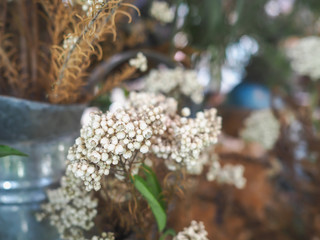 dry flowers 