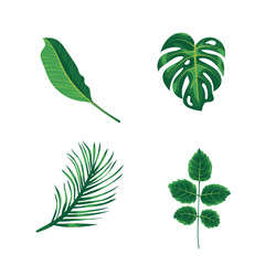 Groene bladeren tropische palm, planten en bomen geïsoleerd op een witte achtergrond. Groen blad van exotische monsteraboom, kokospalm en regenwoudplanten. Kamerplant en zomertuin.