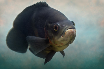 Aquarium fish astronotus