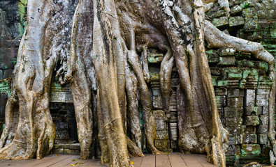 Ta Prohm famous jungle tree roots embracing Angkor temples, revenge of nature against human buildings, travel destination Cambodia.
