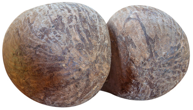 coco-fesses des Seychelles, fond blanc