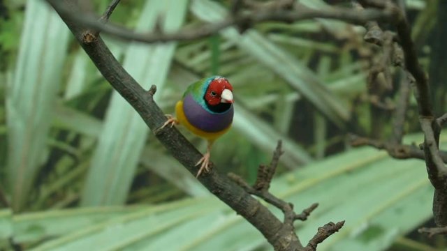 Exotic little colorful pet bird Lady Gouldian finch jumping from tree branch