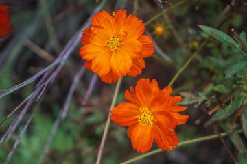 Orange cosmos sulphureus flower.