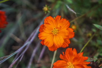 Orange cosmos sulphureus flower.