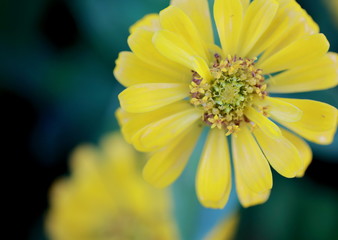 Yellow flowers in the winter