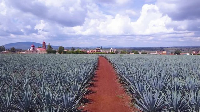Path to Agave Field 4k Aerial Drone of Tequila Plants Located in Jalisco, Mexico. Blue Webber Agave Rows of Cactus Like Plants. Rural Area with Red Dirt Covered the Ground and Blue Sky in Background