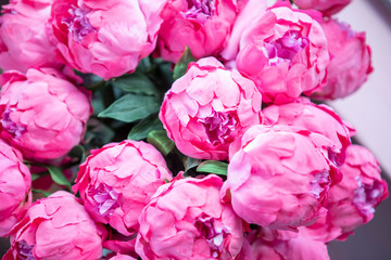 Pink Peonie