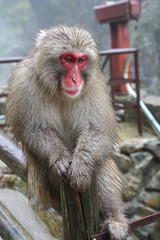Red face wild monkey at Jigokudani Monkey Park in Yamanouchi, Nagano Japan