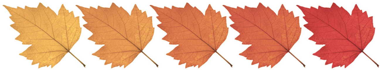 frise de feuilles sèches aux couleurs de l'automne 