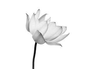 Lotus flower black and white color isolated on white background. File contains with clipping path.