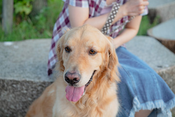 笑うゴールデンレトリーバー