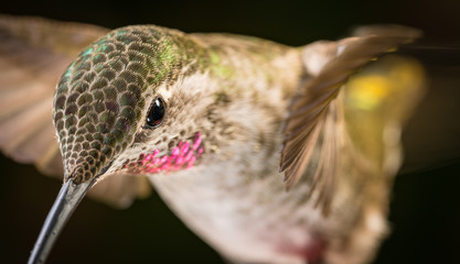 Hummingbird head shot © FreebillyPhotography