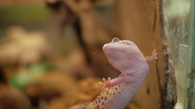 Leopard Gecko in terrarium (Eublepharis macularius)