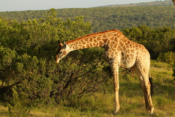 Giraffe browsing leaves in some bushes.