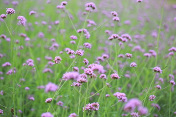 Obraz na płótnie Canvas Lavender flowers in the park.