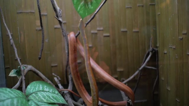 Texas rat snake and turtle in terrarium (Elaphe obsoleta lindheimeri)
