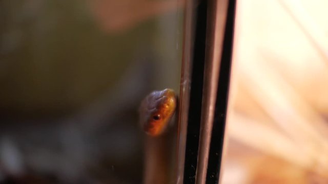 Texas rat snake and turtle in terrarium (Elaphe obsoleta lindheimeri)