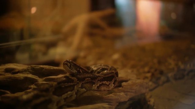 Boa in terrarium (Boa constrictor Linnaeus)
