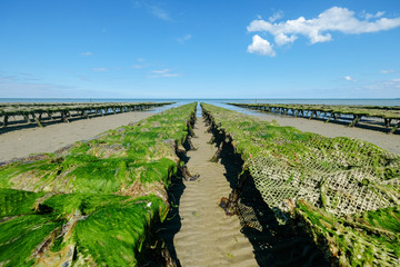 Tischkultivierung von Austern in Säcken poches an flacher Küste mit einer breiten Gezeitenzone in Frankreich